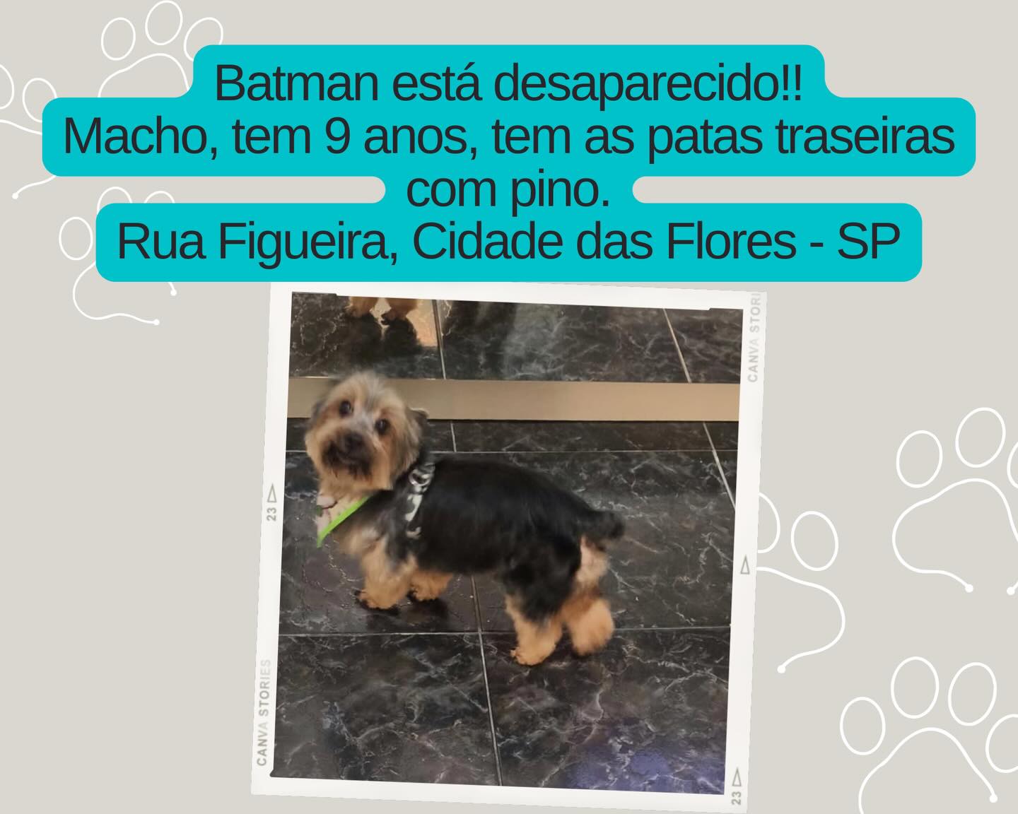 Batman - animal desaparecido
