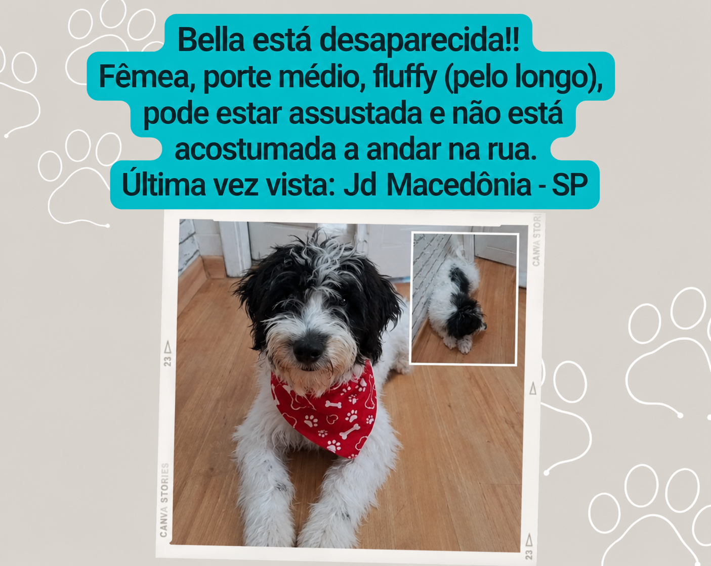 Bella - animal desaparecido