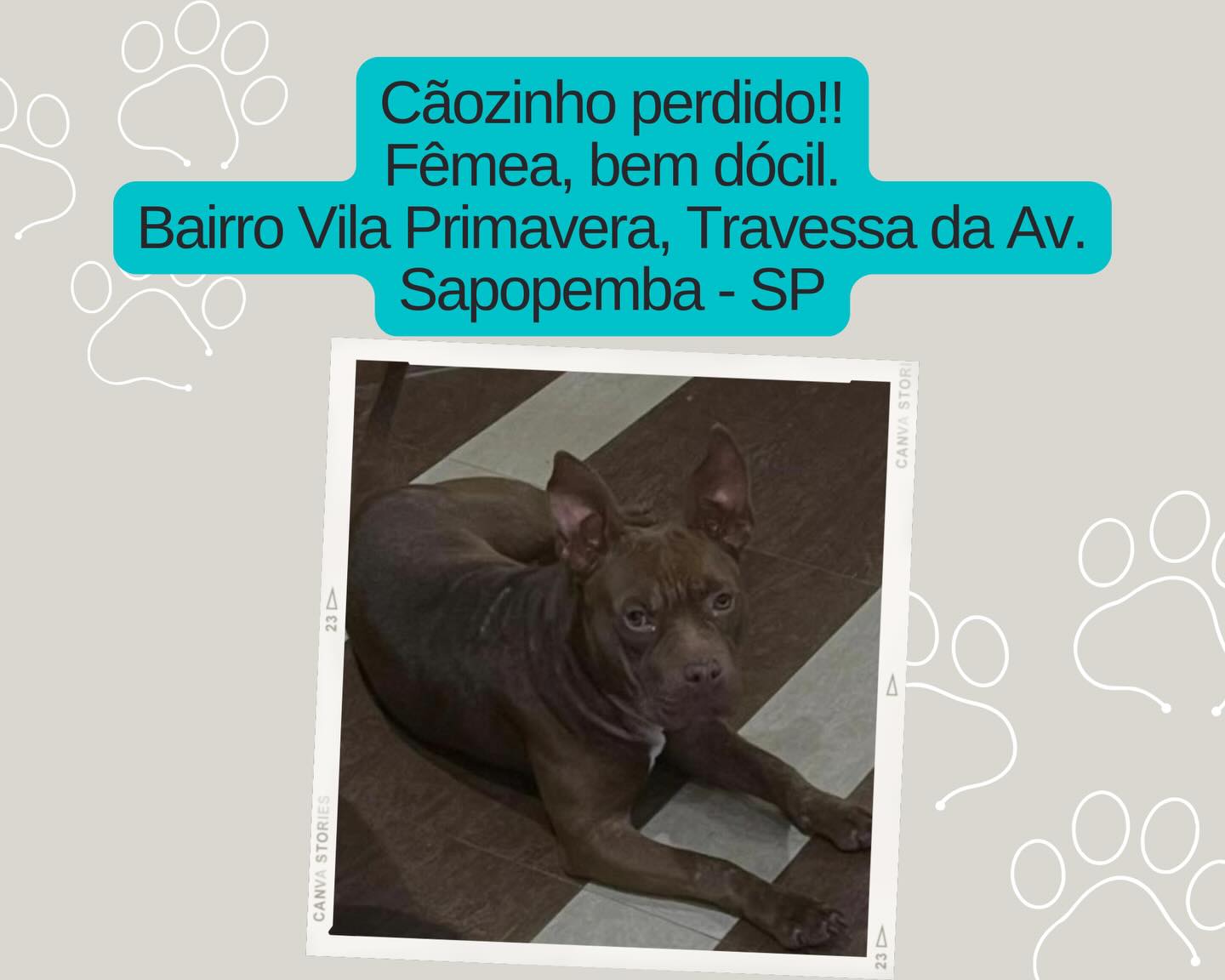 Cachorrinha - animal desaparecido
