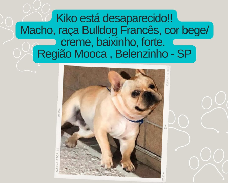 Kiko - animal desaparecido