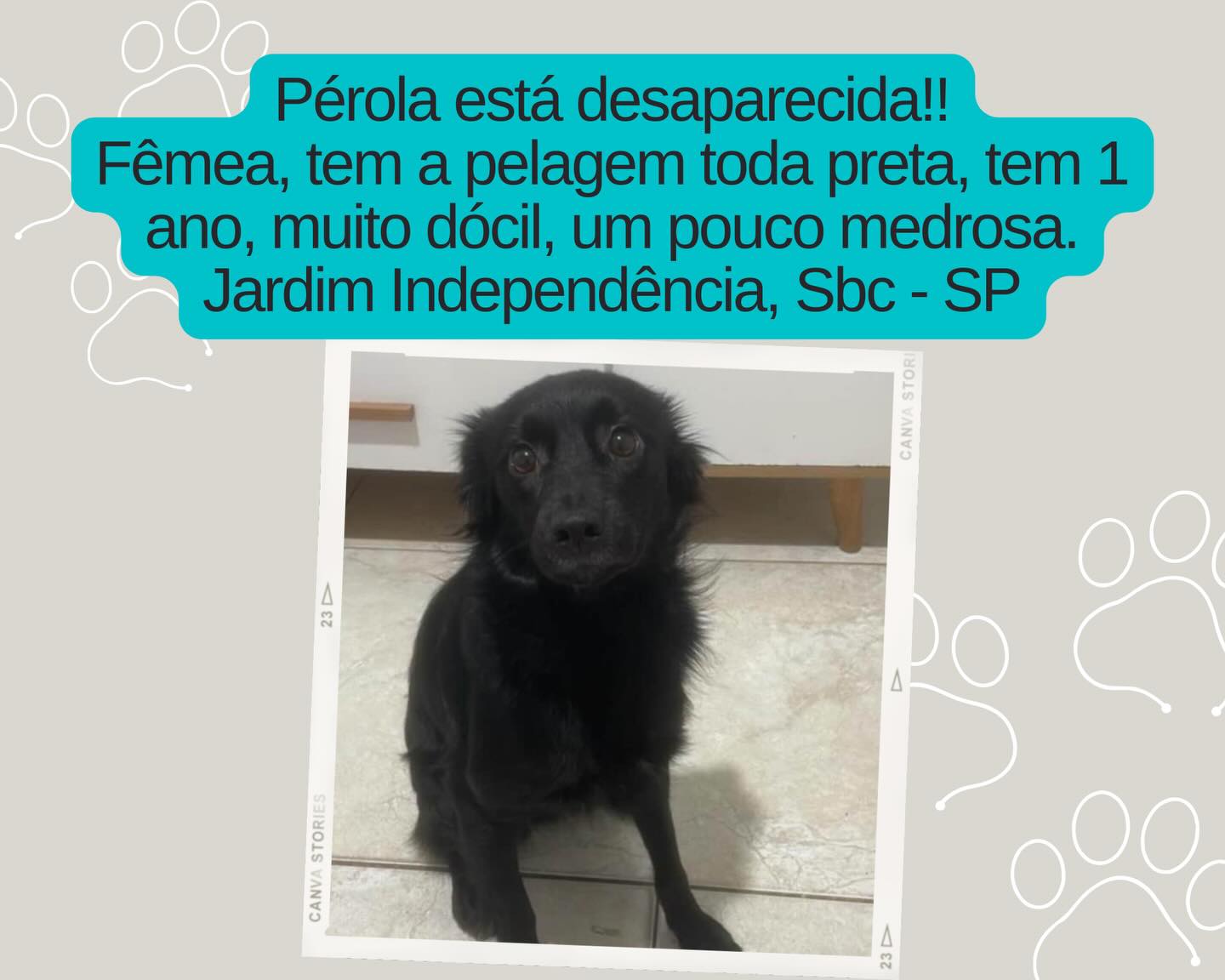 Pérola - animal desaparecido