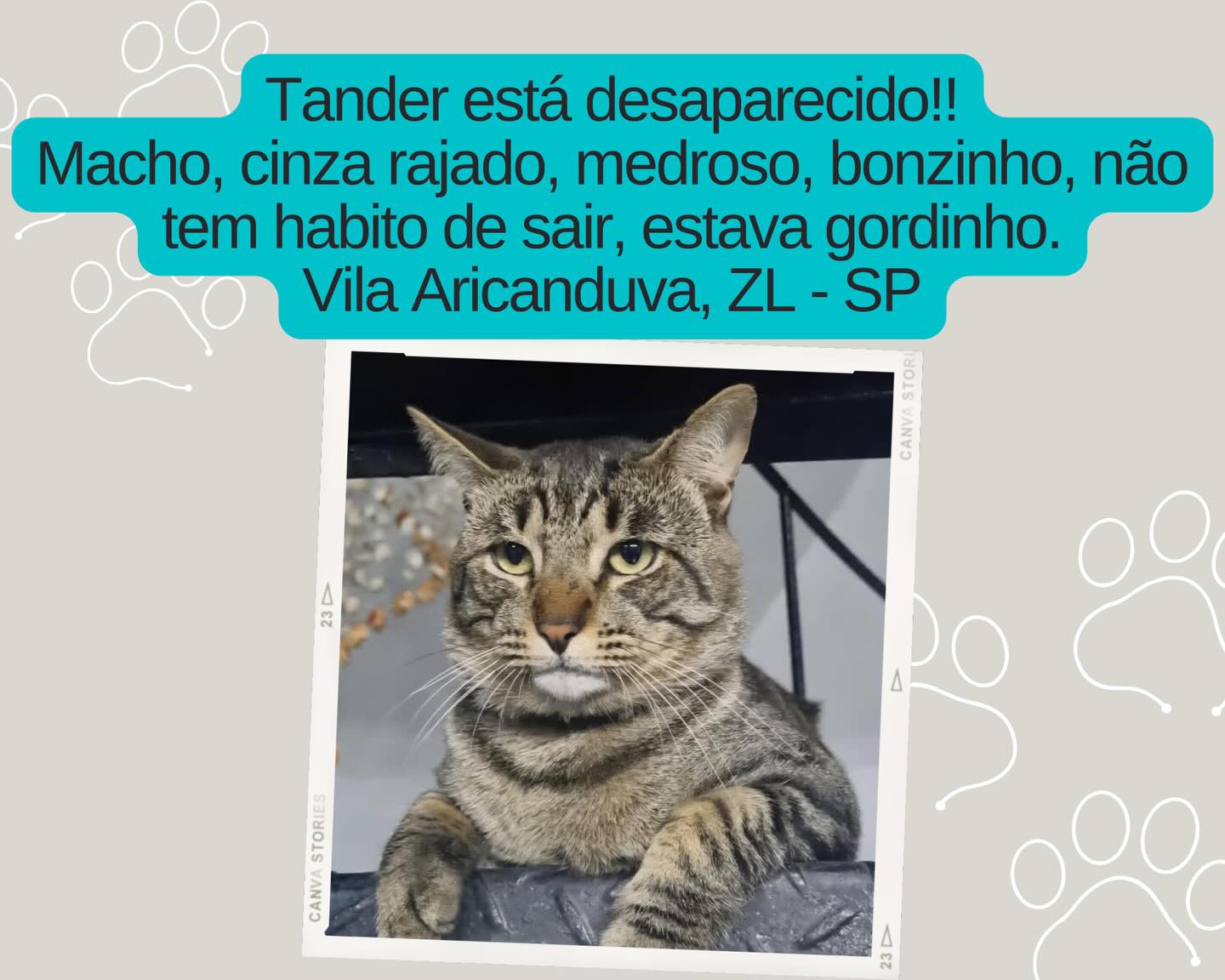 Tander - animal desaparecido