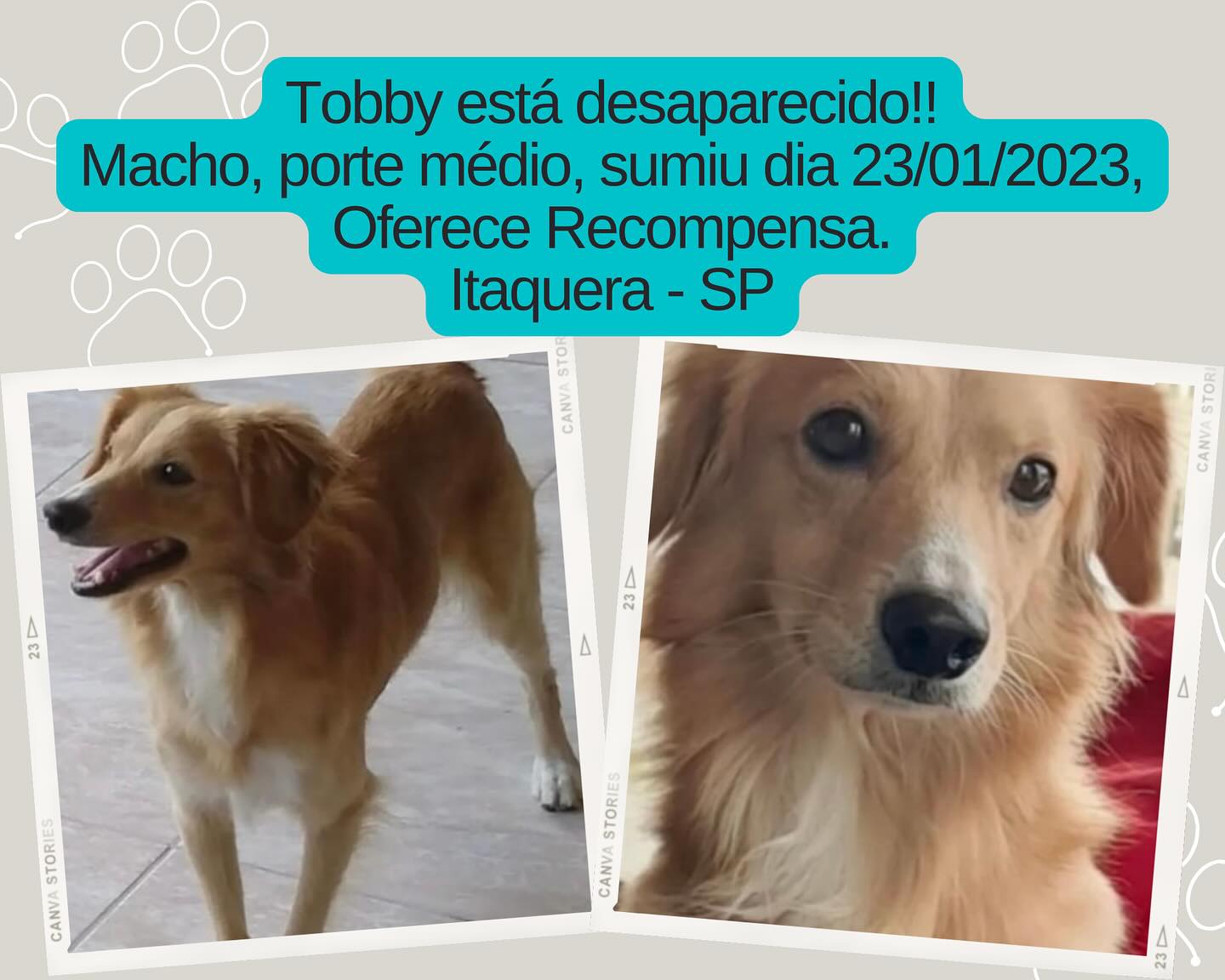 Tobby - animal desaparecido
